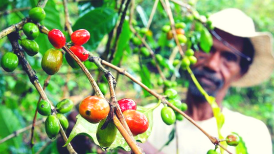 Coffee & Climate Change
