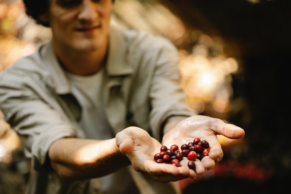 Farmer showing Kohana coffee beans in hands